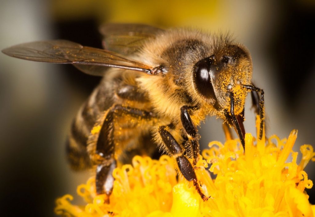 Полезные продукты пчеловодства и медовая диета