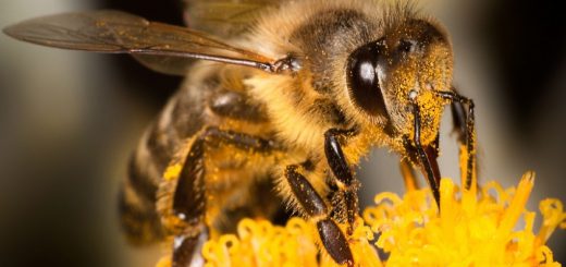 Полезные продукты пчеловодства и медовая диета