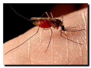 средства борьбы с комарами