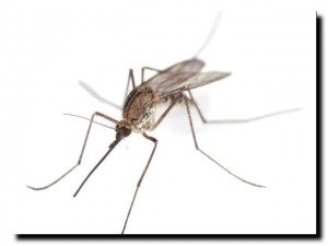 укус комара как лечить