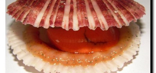 морские гребешки рецепт приготовления