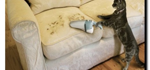 кошка и чистота