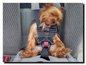 как перевезти собаку в машине