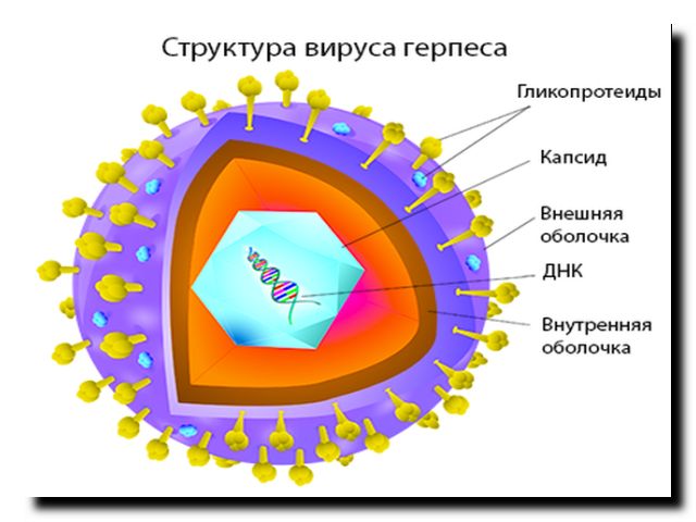 Антивирус герпеса что это