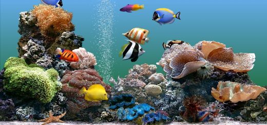 Волшебный мир аквариума
