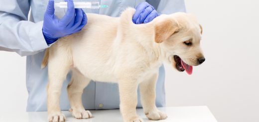 Защитить питомца – прививки щенкам