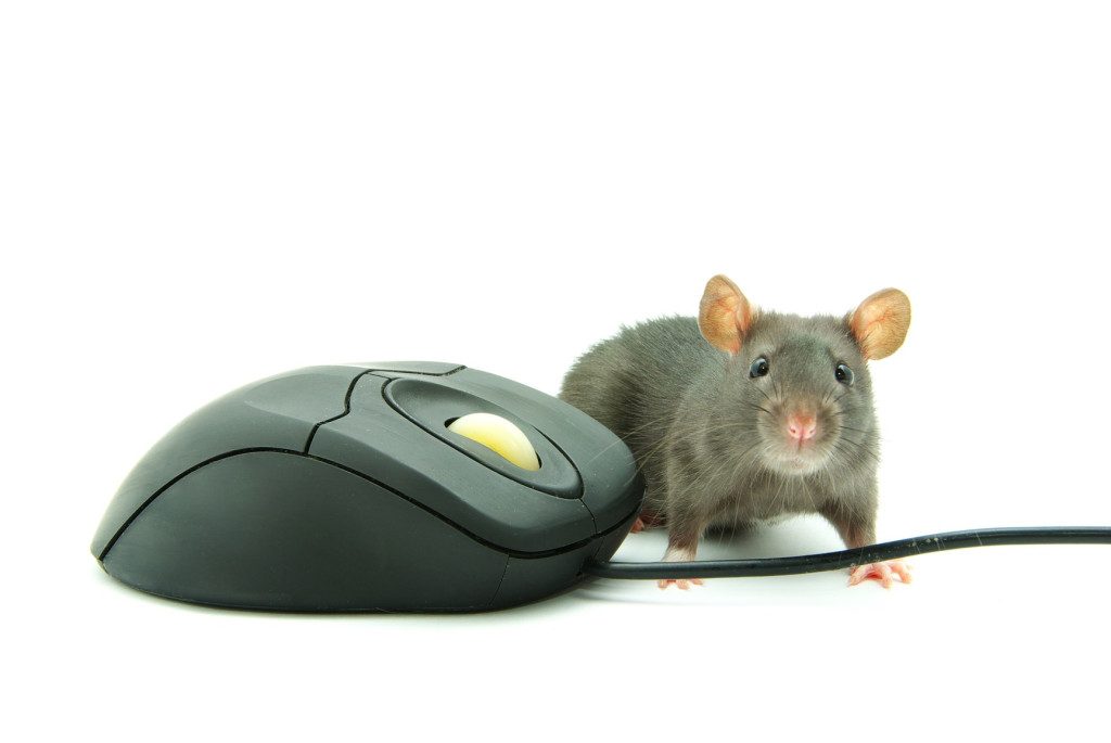 Мышь для компьютера