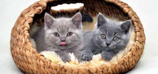 коты в корзинке фото