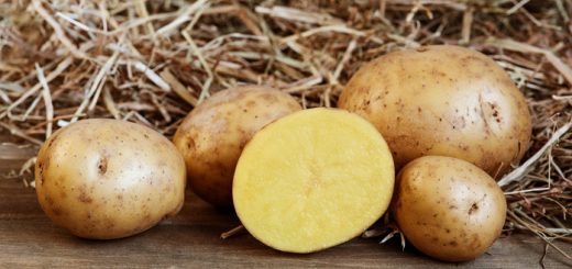 Условия хранения картофеля