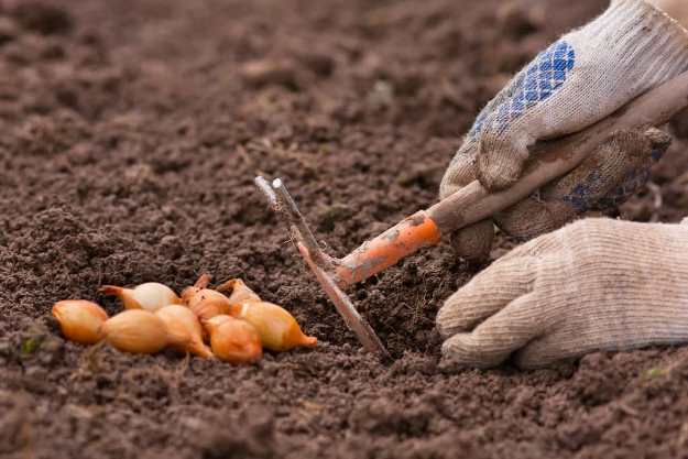 Как посадить осевок лука