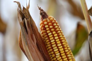 Експорт кукурудзи з України до Європейського Союзу: нові можливості та виклики